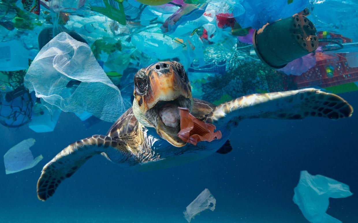 ورود ضایعات پلاستیک به اقیانوس ها باعث مرگ و میر میلیون ها آبزیان می شود