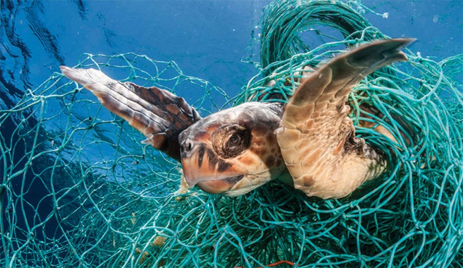 ضایعات پلاستیک موجود در اقیانوس ها باعث مرگ 40% از لاک پشت ها می گردد.