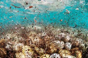 تأثیر منفی ذرات پلاستیکی بر توان باروری ماهی‌ها