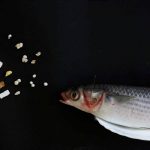 تأثیر منفی ذرات پلاستیکی بر توان باروری ماهی‌ها